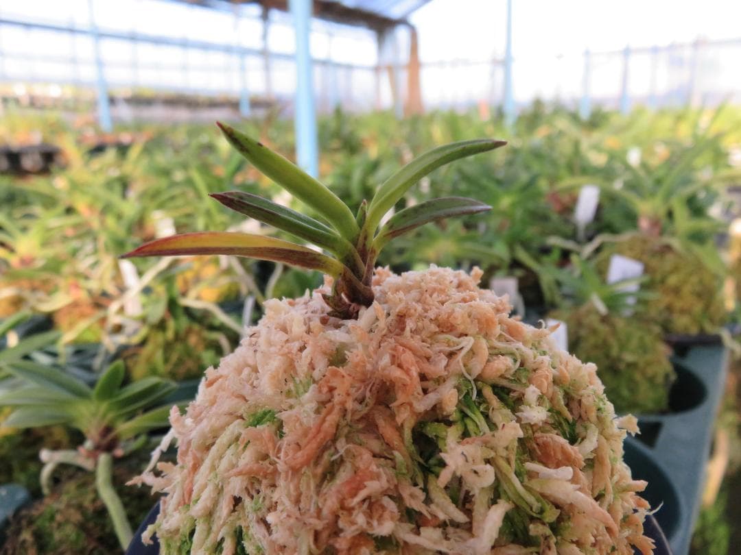 富貴蘭（金牡丹縞）