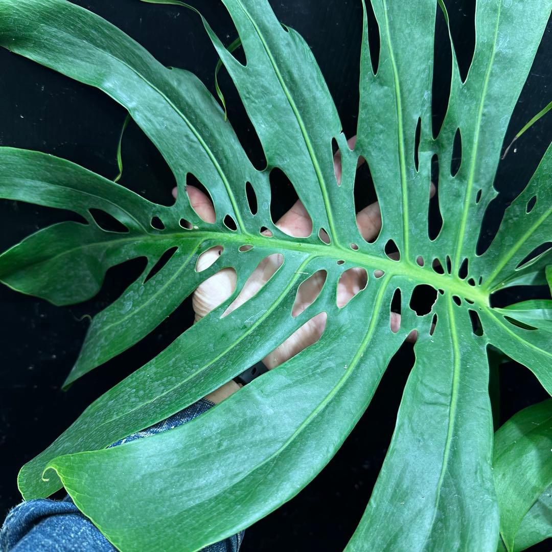 ハ*ル様 モンステラデリシオーサマクロコズム超希少系統鉢植え79㎝