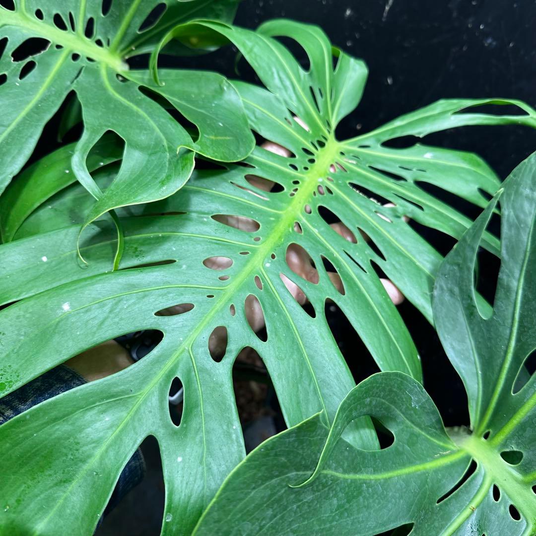 ハ*ル様 モンステラデリシオーサマクロコズム超希少系統鉢植え79㎝