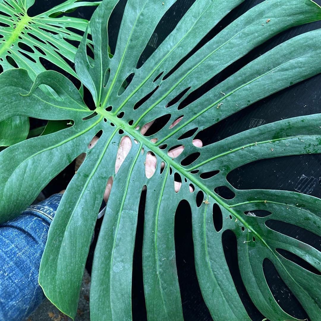 ハ*ル様 モンステラデリシオーサマクロコズム超希少系統鉢植え79㎝