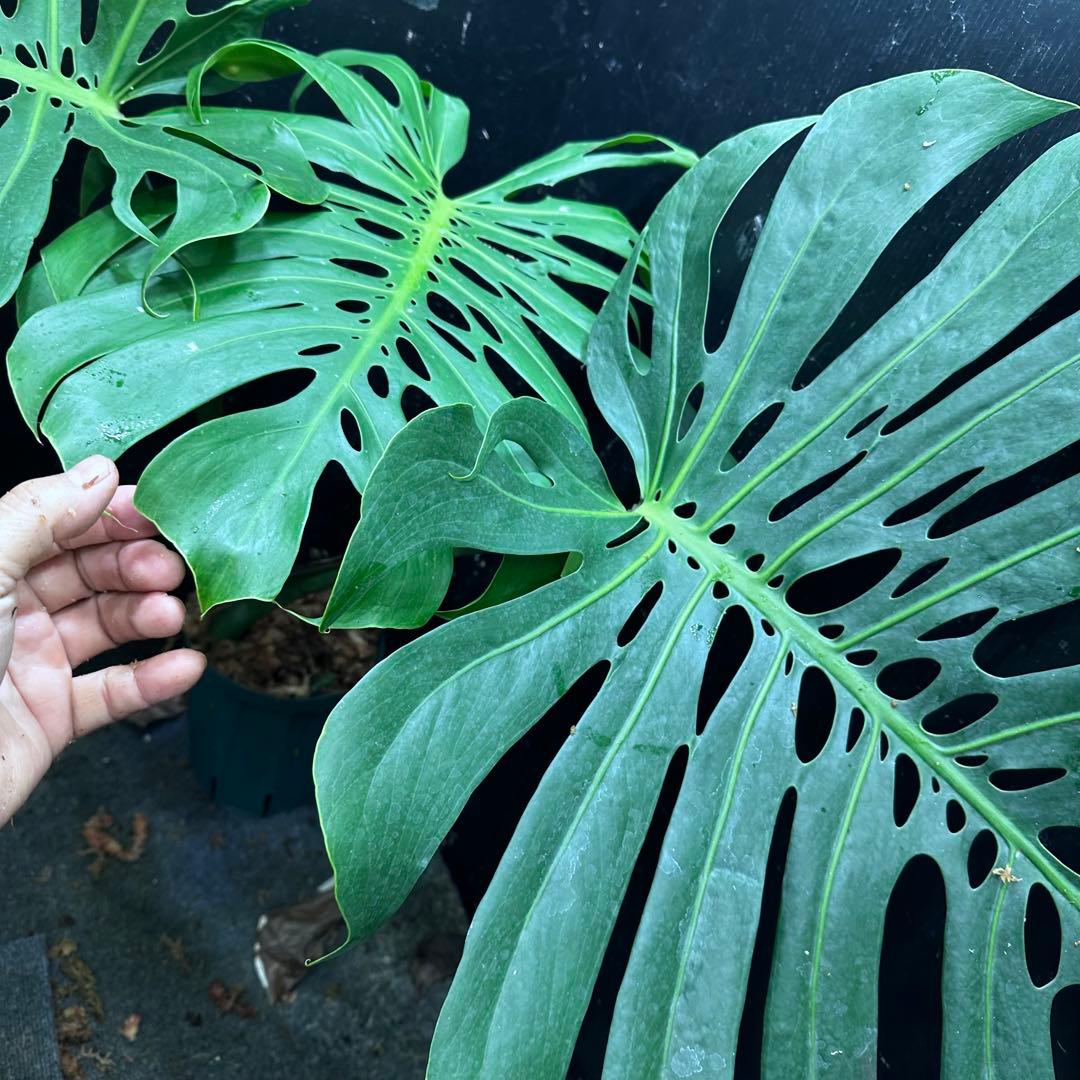 ハ*ル様 モンステラデリシオーサマクロコズム超希少系統鉢植え79㎝