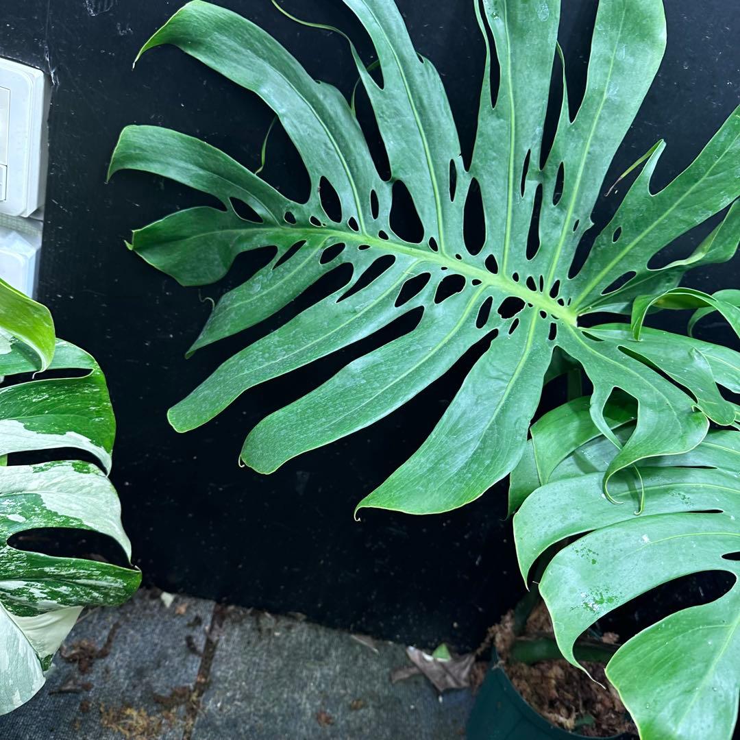 ハ*ル様 モンステラデリシオーサマクロコズム超希少系統鉢植え79㎝