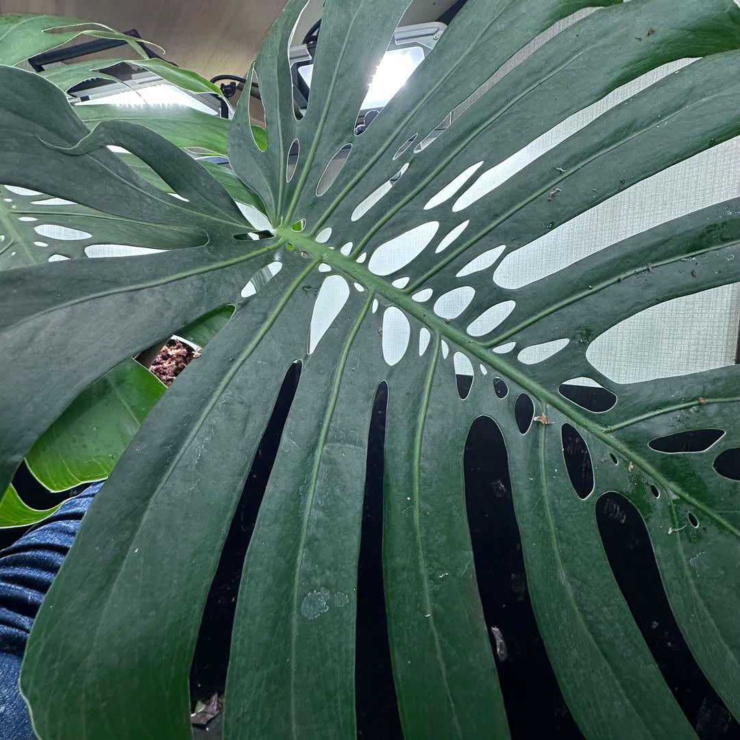 ハ*ル様 モンステラデリシオーサマクロコズム超希少系統鉢植え79㎝