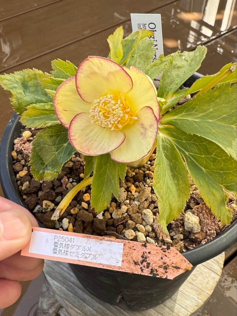 クリスマスローズ　蜃気楼交配