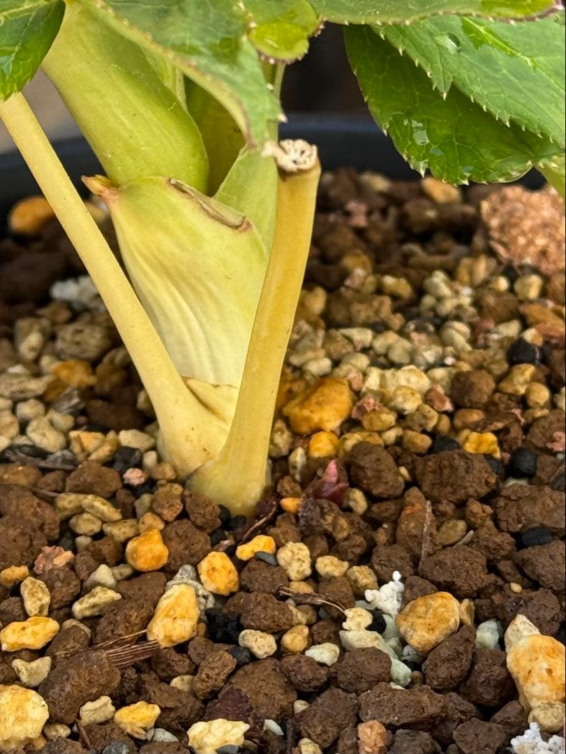 クリスマスローズ　蜃気楼交配