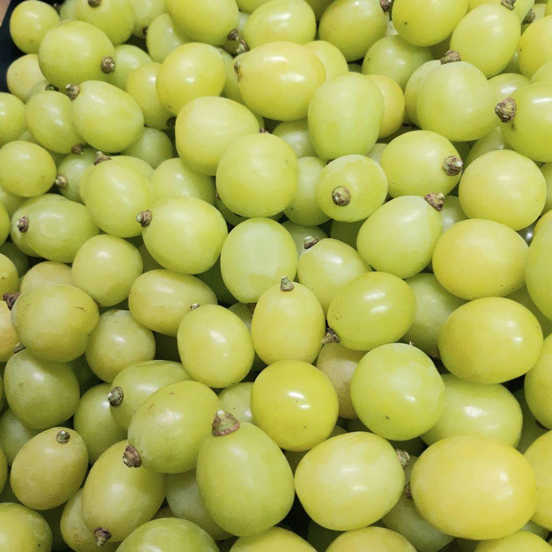 シャインマスカット大粒多め入り5.5キロパック入りになります。