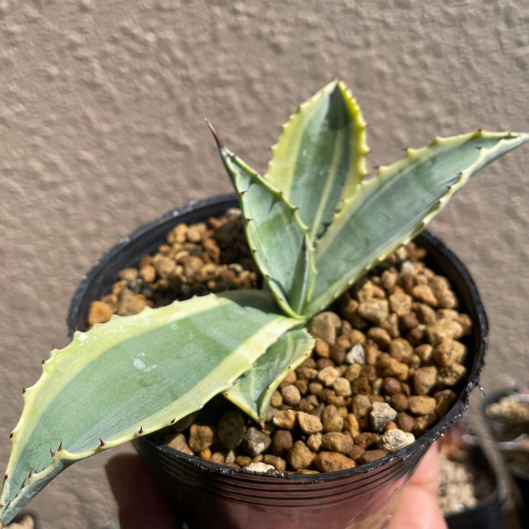 アガベ　リップルエフェクト‼️ 発根済み　ドライガーデン