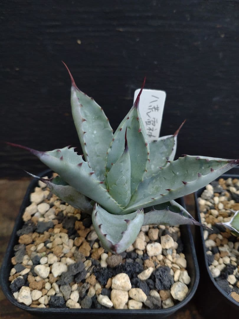 アガベ　ハイブリッド　4株セット