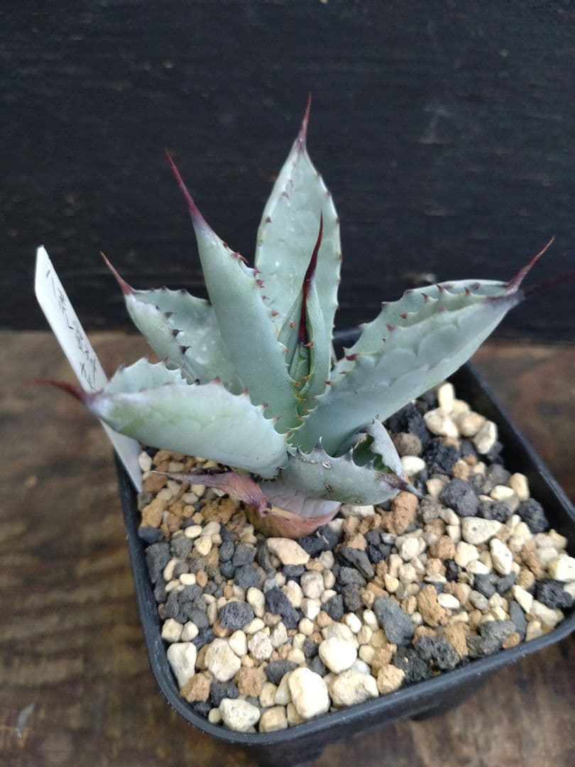 アガベ　ハイブリッド　4株セット