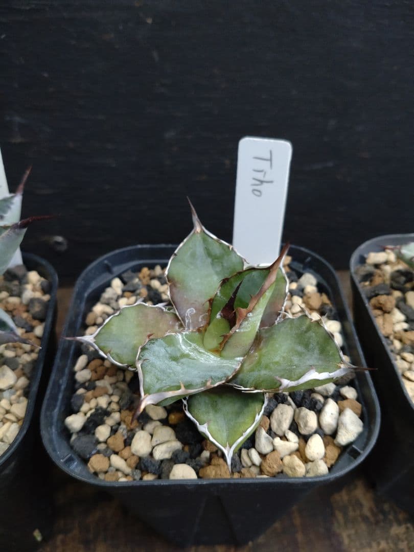 アガベ　ハイブリッド　4株セット