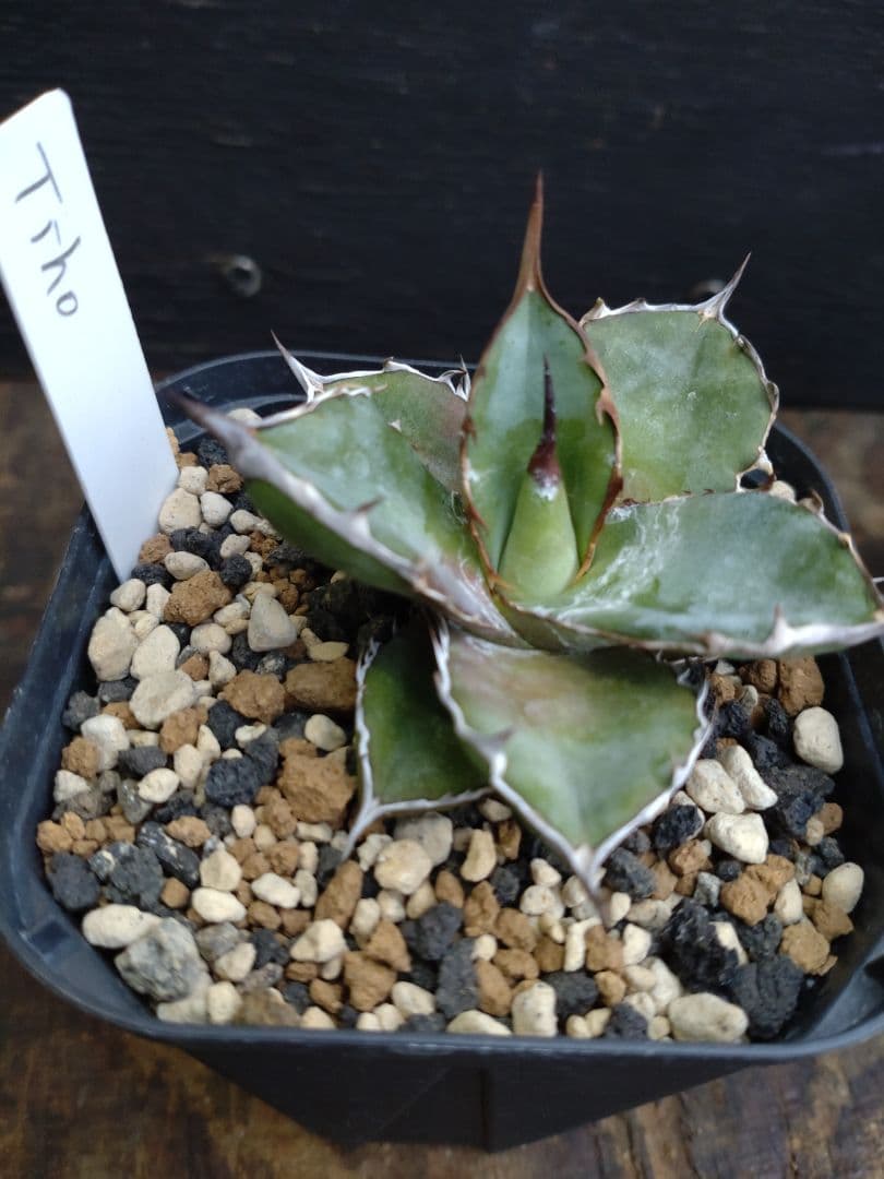 アガベ　ハイブリッド　4株セット