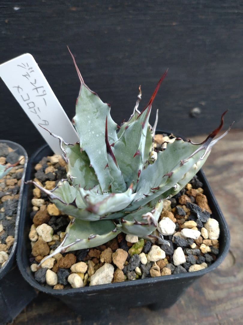 アガベ　ハイブリッド　4株セット