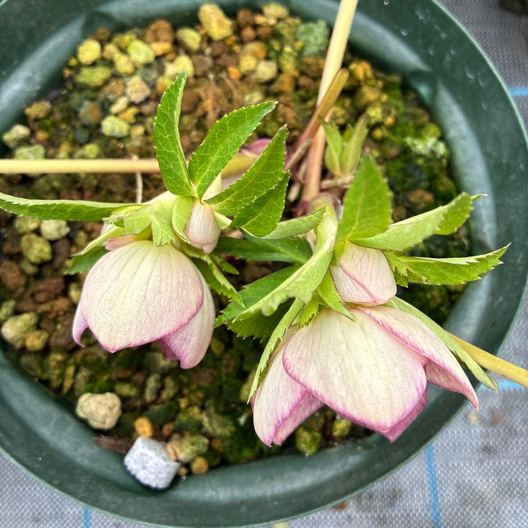 まいさんページ　ゴールド２鉢