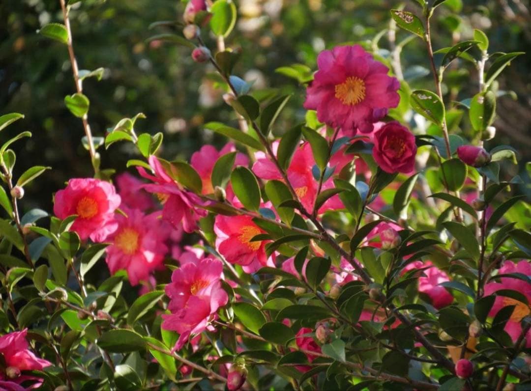 【訳あり】LUMIX G VARIO 14-140mm F3.5-5.6 Ⅱ型