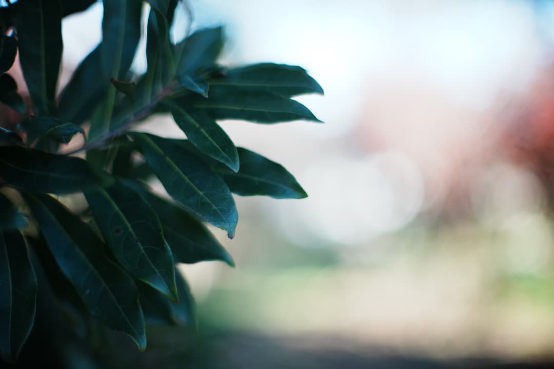 【整備＆テスト済】Nikon Ai Nikkor 50mm F1.2 874