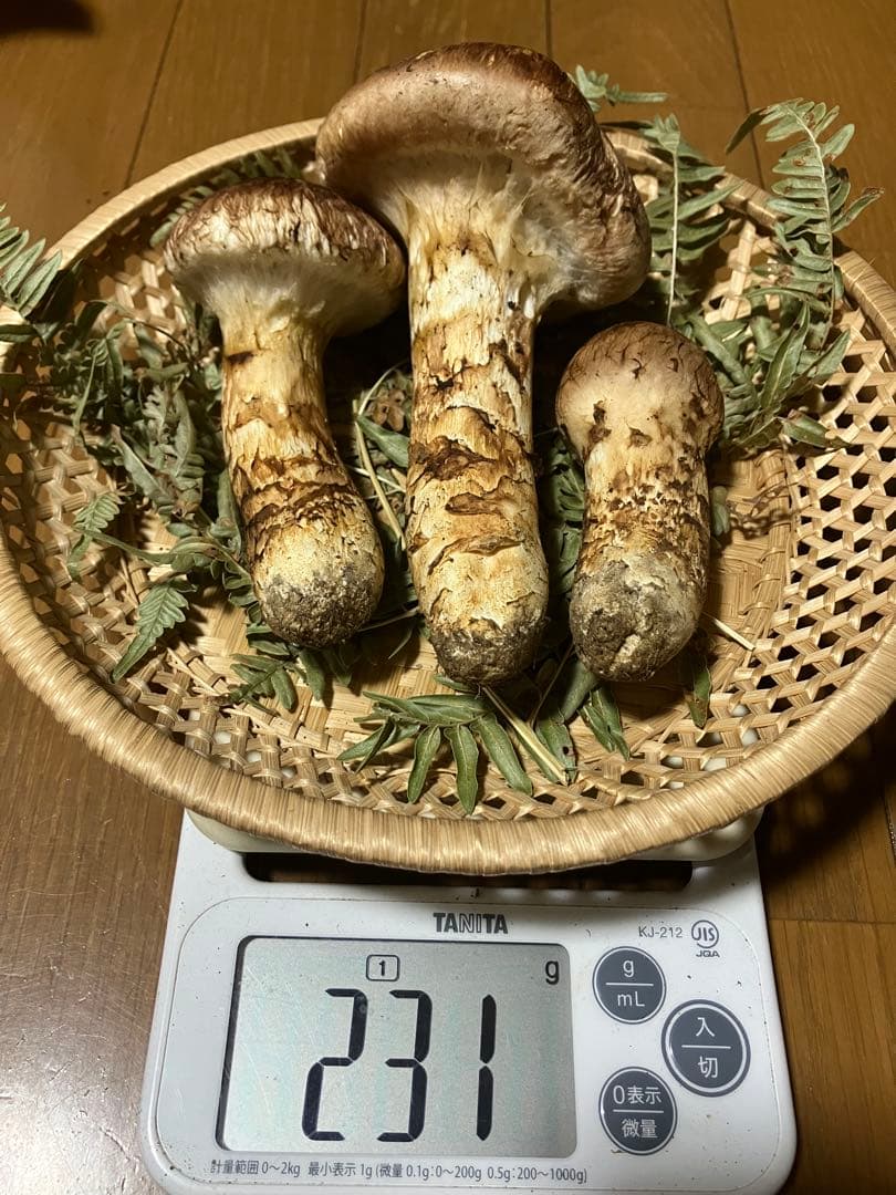 松茸　岩手県産　231g 17日夕方取れ