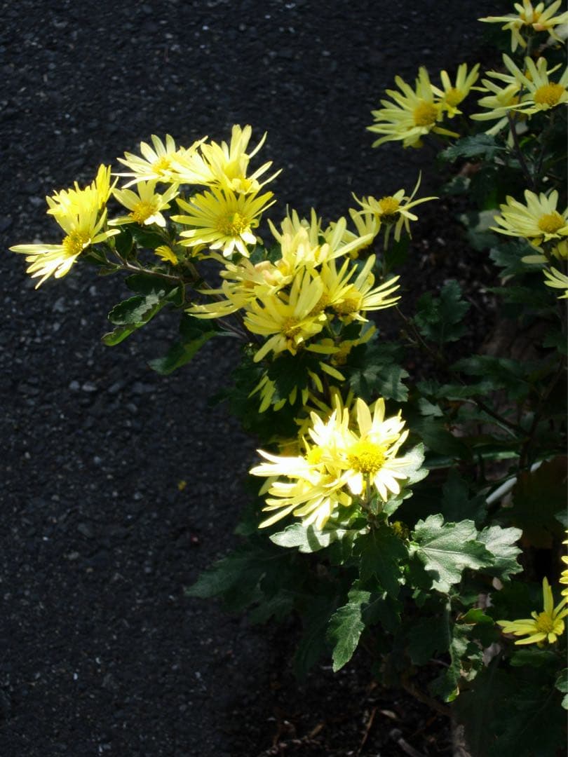 【話題のオールドコンデジ！/作例付】Nikon COOLPIX 5200