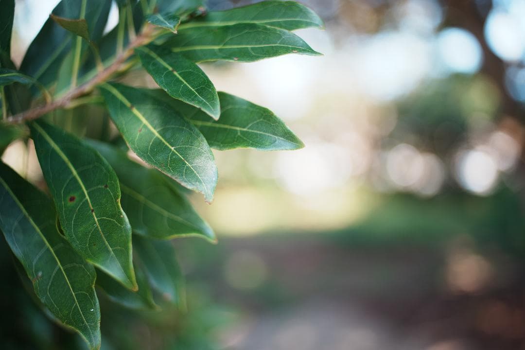 自然な光と空気感を残す Nikon Ai Nikkor 35mm F2 582