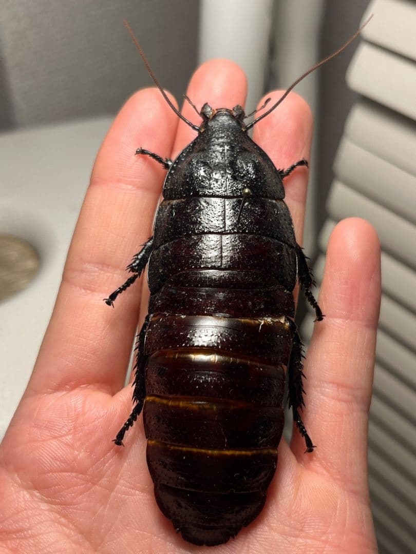 【蜚最大級】マダガスカルゴキブリ オブロンゴナタ？ 標本 ポルテントーサ