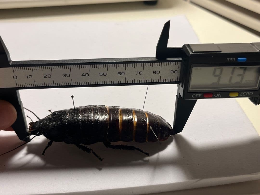 【蜚最大級】マダガスカルゴキブリ オブロンゴナタ？ 標本 ポルテントーサ