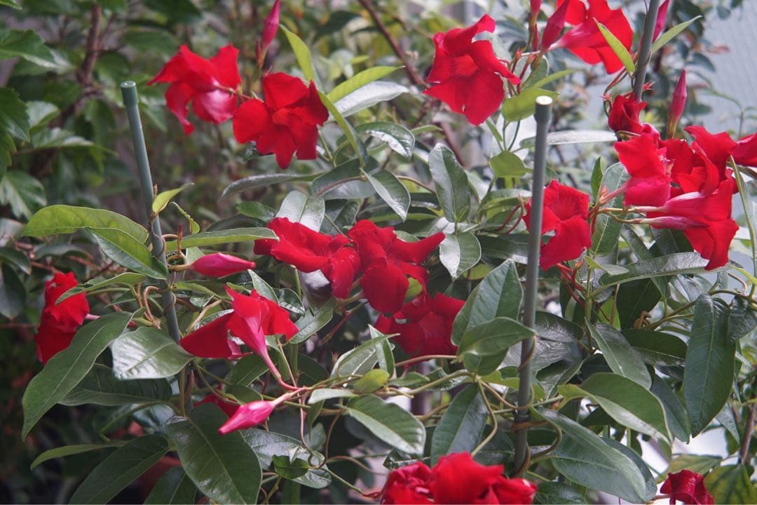 Carl Ziss 105 mm f4.5 M42マウント用