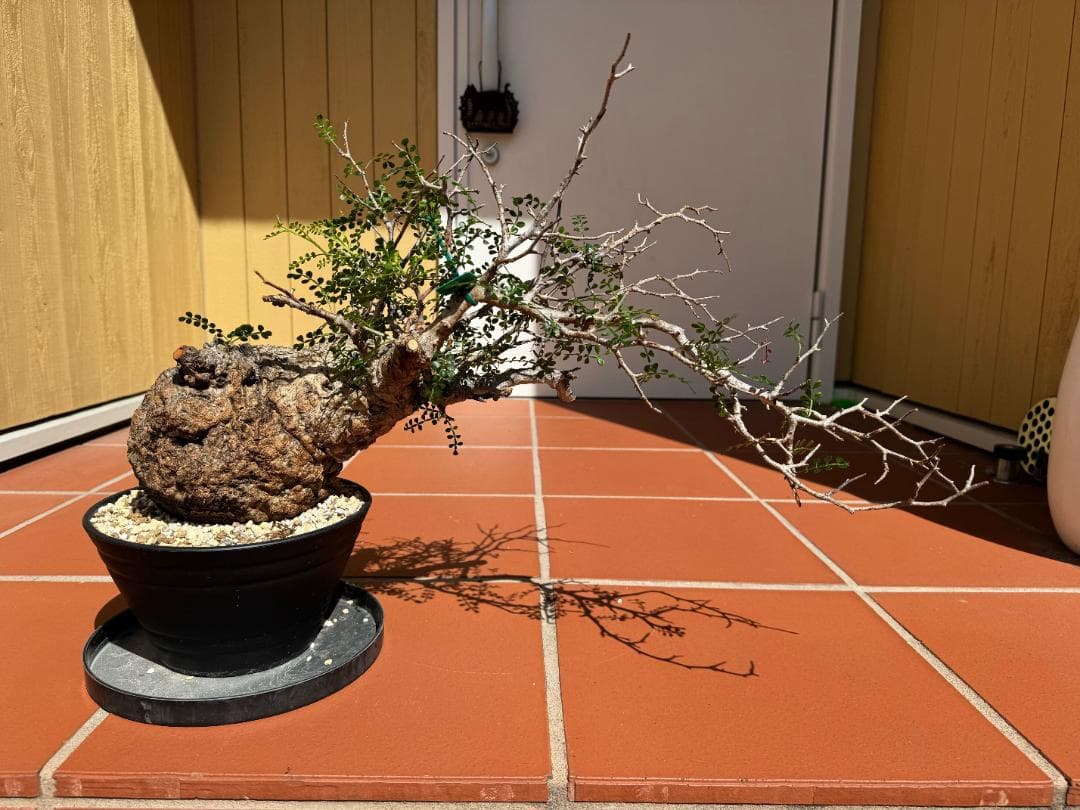 J*I様 【超希少/値下】パキプス 現地球 発根済 塊根植物