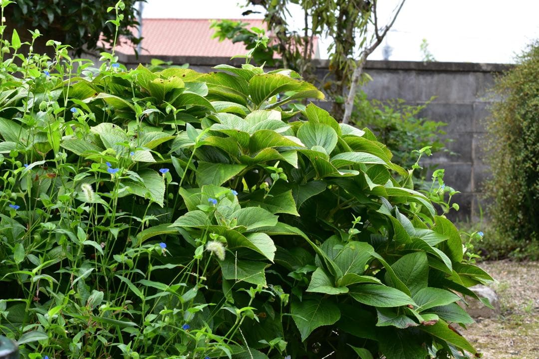 【美品】Nikon AF-S DX 55-300mm 望遠レンズ 手ぶれ補正付き