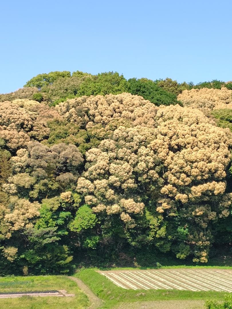 ♥️極み♦稀少限定コラボ品『100％純粋春蜜と幻の天然完熟秋蜜の食べ比べ』