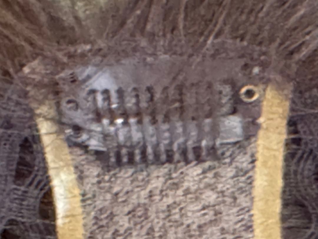 ＊お値下げしました＊アートネイチャーJOヘアピース