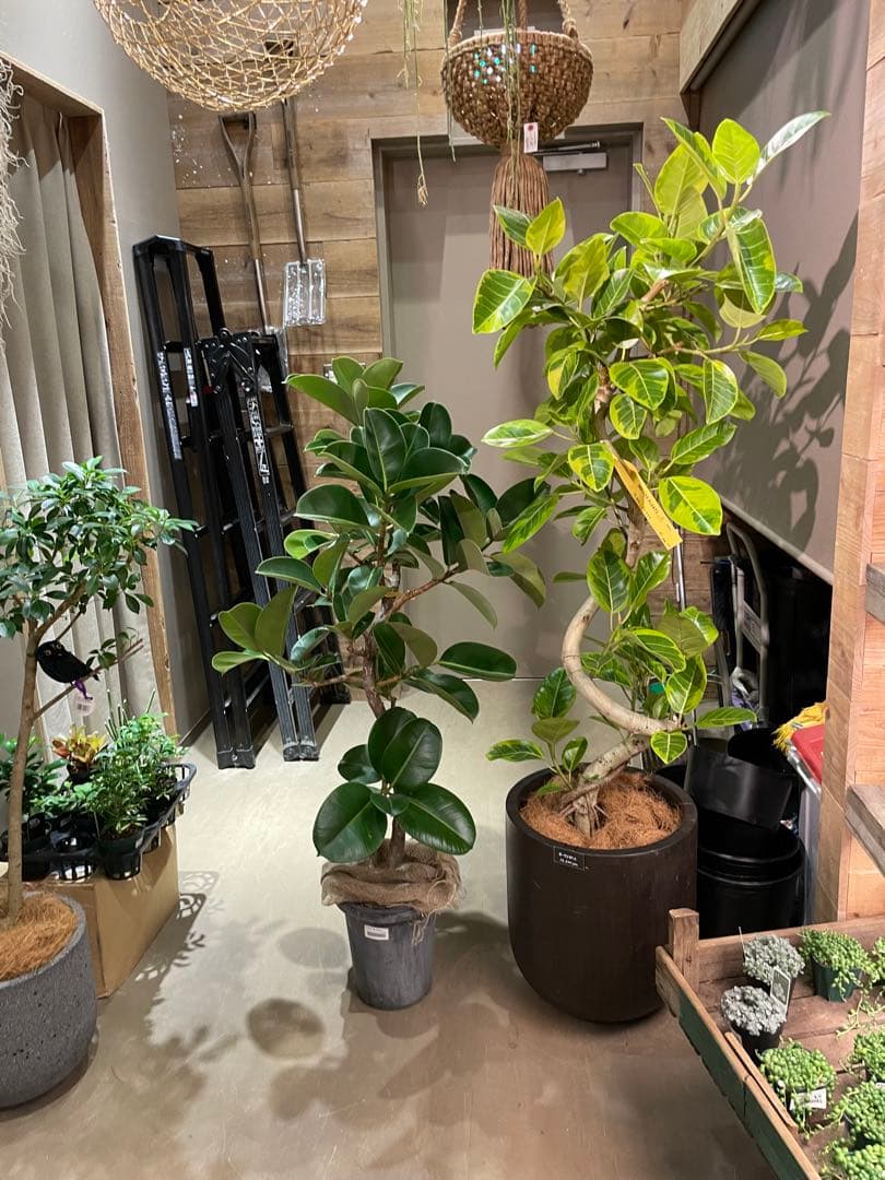 大型鉢　大型陶器　鉢　インテリア