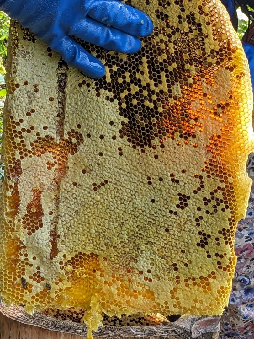 日本ミツバチ 蜂蜜 令和7年 採れたて 1200g 2年物たれ蜜 非加熱　百花蜜