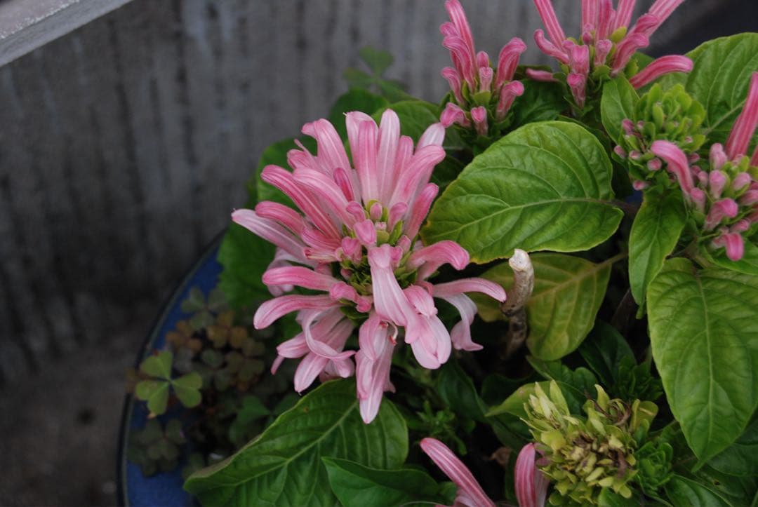 Nikon D80 CCDデジタル一眼レフ　ニッコール35-70レンズ付 動作品