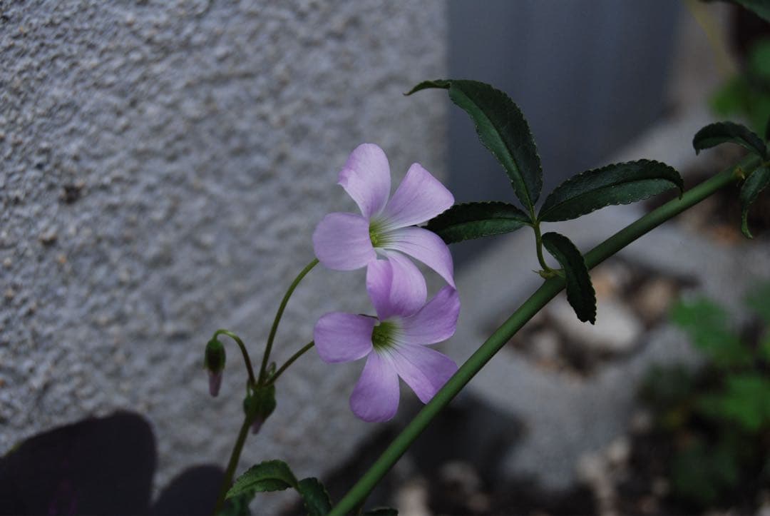 Nikon D80 CCDデジタル一眼レフ　ニッコール35-70レンズ付 動作品