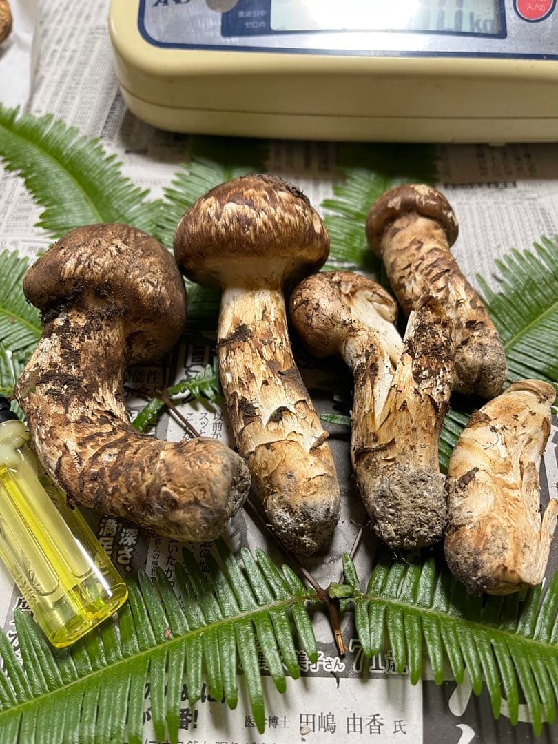 【大阪泉州産】天然松茸　採れたて「超ブサイクちゃん」5本175g 国産