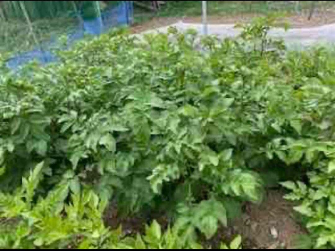 ELLY 10 kg 種芋 ジャガイモ