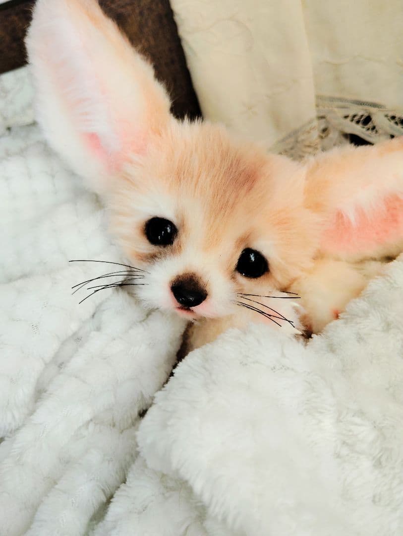 フェネックベビー♡赤ちゃん抱っこサイズ♡アートドール♡ぬいぐるみ♡