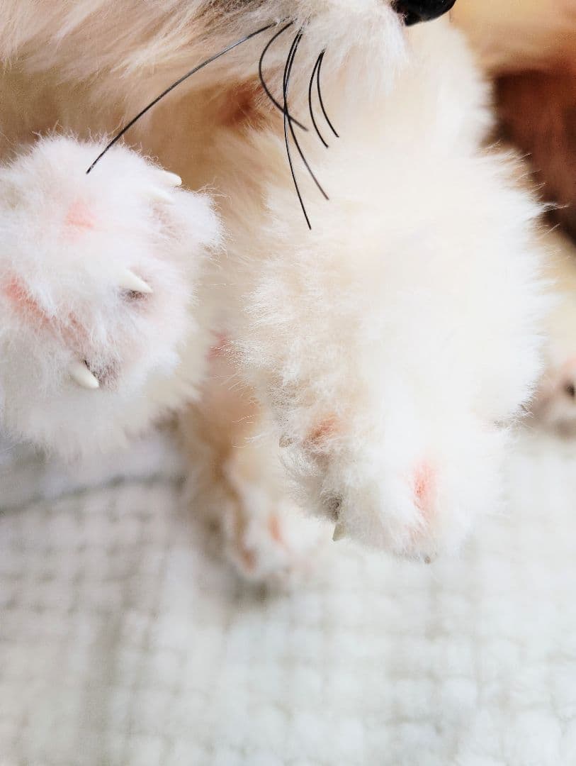 フェネックベビー♡赤ちゃん抱っこサイズ♡アートドール♡ぬいぐるみ♡