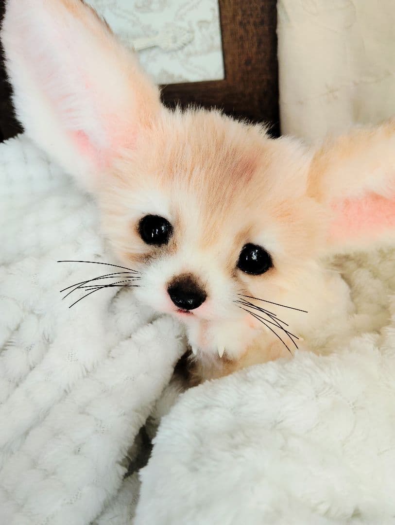 フェネックベビー♡赤ちゃん抱っこサイズ♡アートドール♡ぬいぐるみ♡