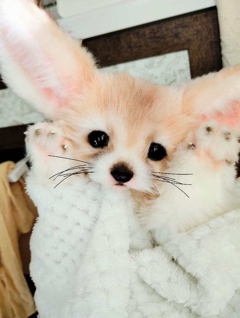 フェネックベビー♡赤ちゃん抱っこサイズ♡アートドール♡ぬいぐるみ♡