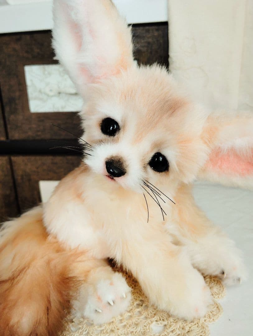 フェネックベビー♡赤ちゃん抱っこサイズ♡アートドール♡ぬいぐるみ♡