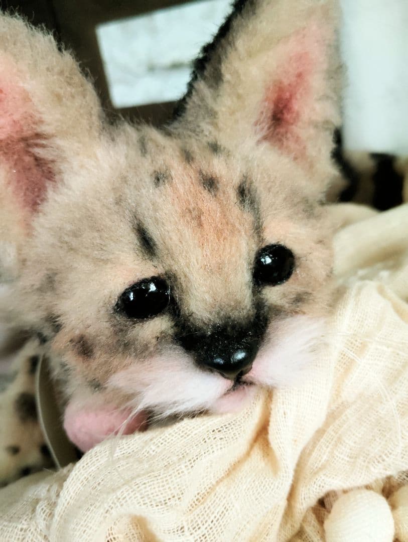 生後２ヶ月♡ベビーサーバルキャット♡アートドール♡ぬいぐるみ♡子猫ちゃん♡