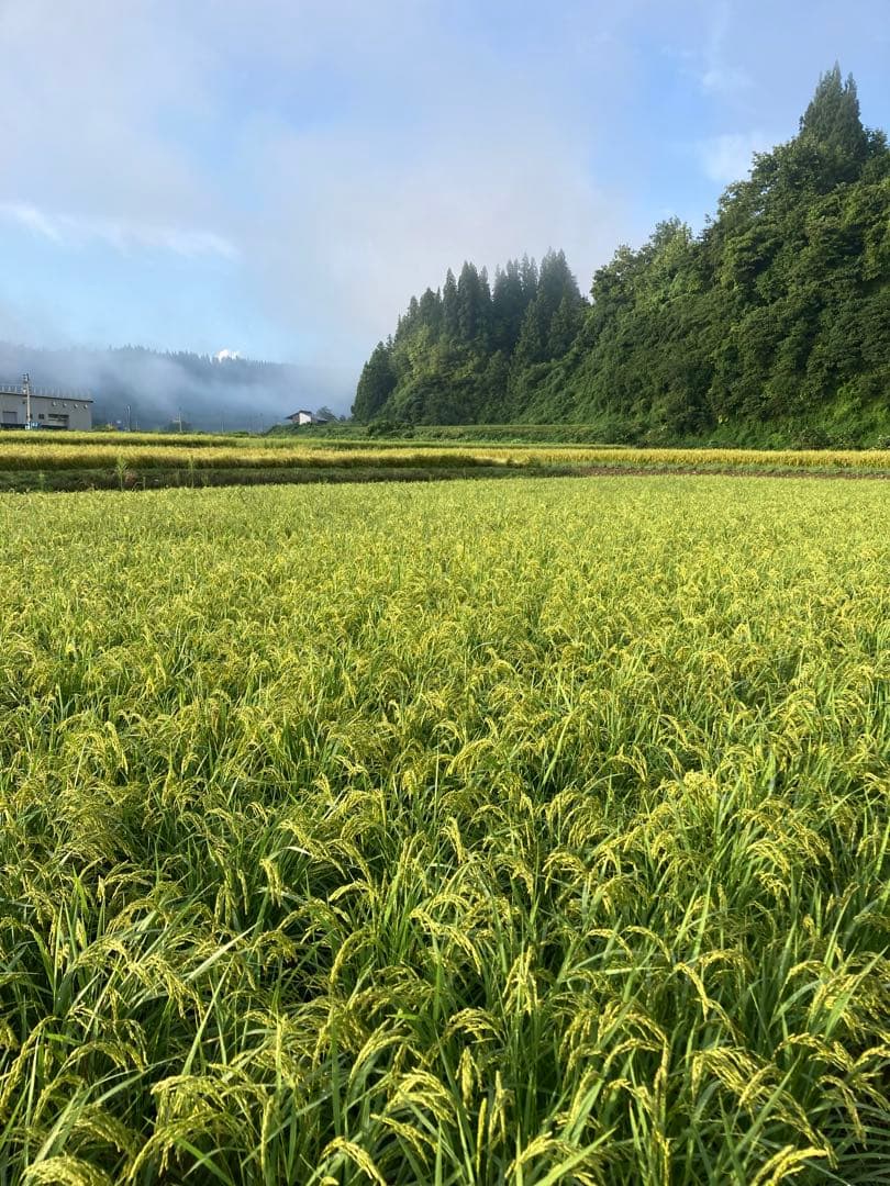 令和7年産魚沼コシヒカリ精米10kg