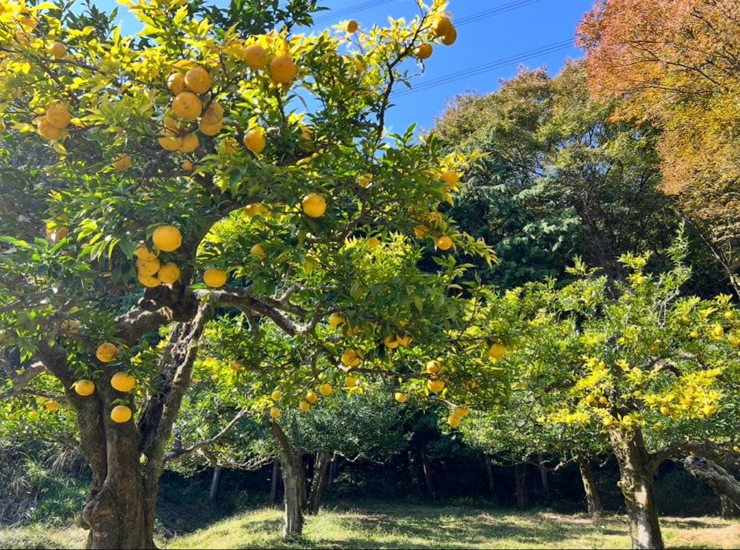 NAGOMIの柚子 20年間農薬不使用『バグーツ10kg』