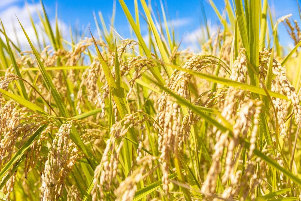 【令和7年度産】西条の名水で育てたお米 にじのきらめき 新米玄米 20kg