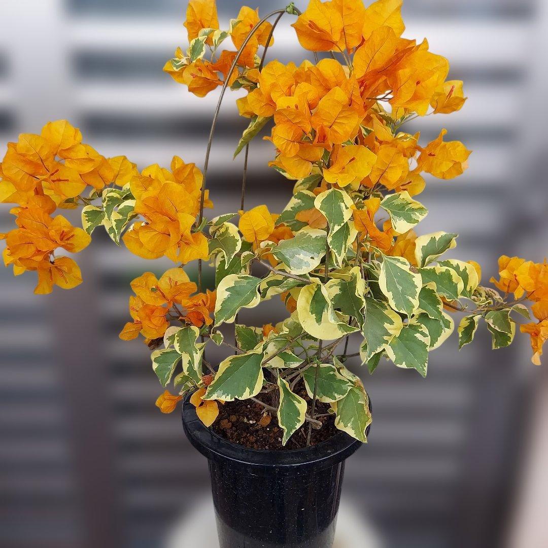 ブーゲンビリア斑入りオレンジ‼️No.62　 らくらくメルカリ便発送‼️