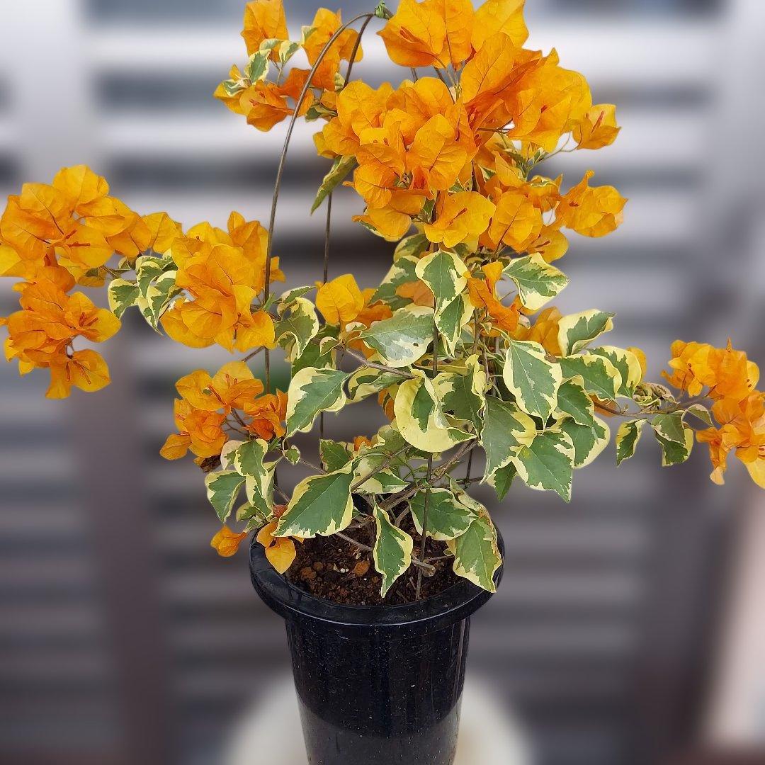 ブーゲンビリア斑入りオレンジ‼️No.62　 らくらくメルカリ便発送‼️