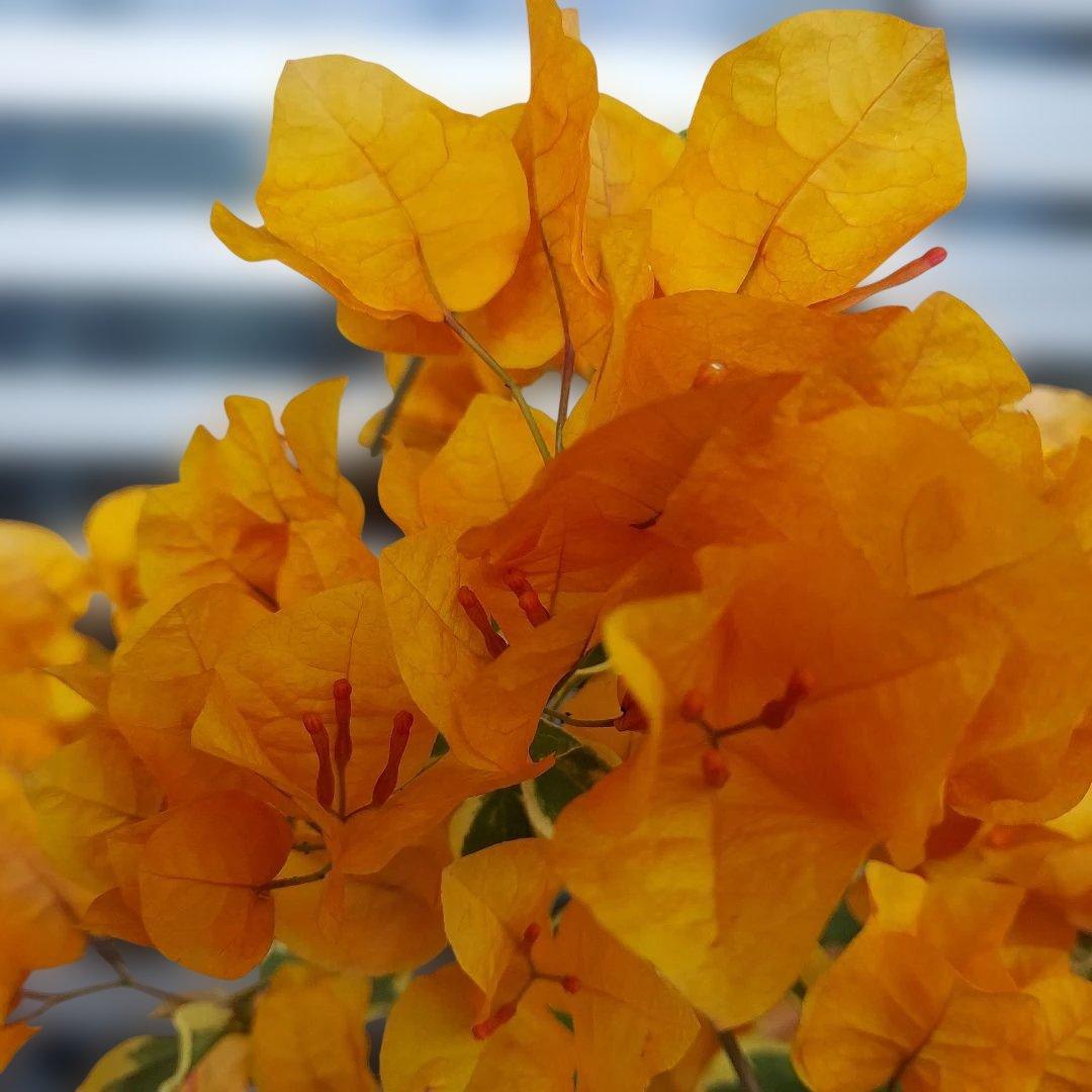 ブーゲンビリア斑入りオレンジ‼️No.62　 らくらくメルカリ便発送‼️