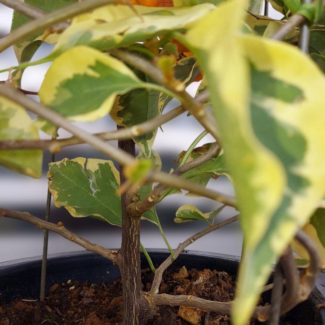 ブーゲンビリア斑入りオレンジ‼️No.62　 らくらくメルカリ便発送‼️