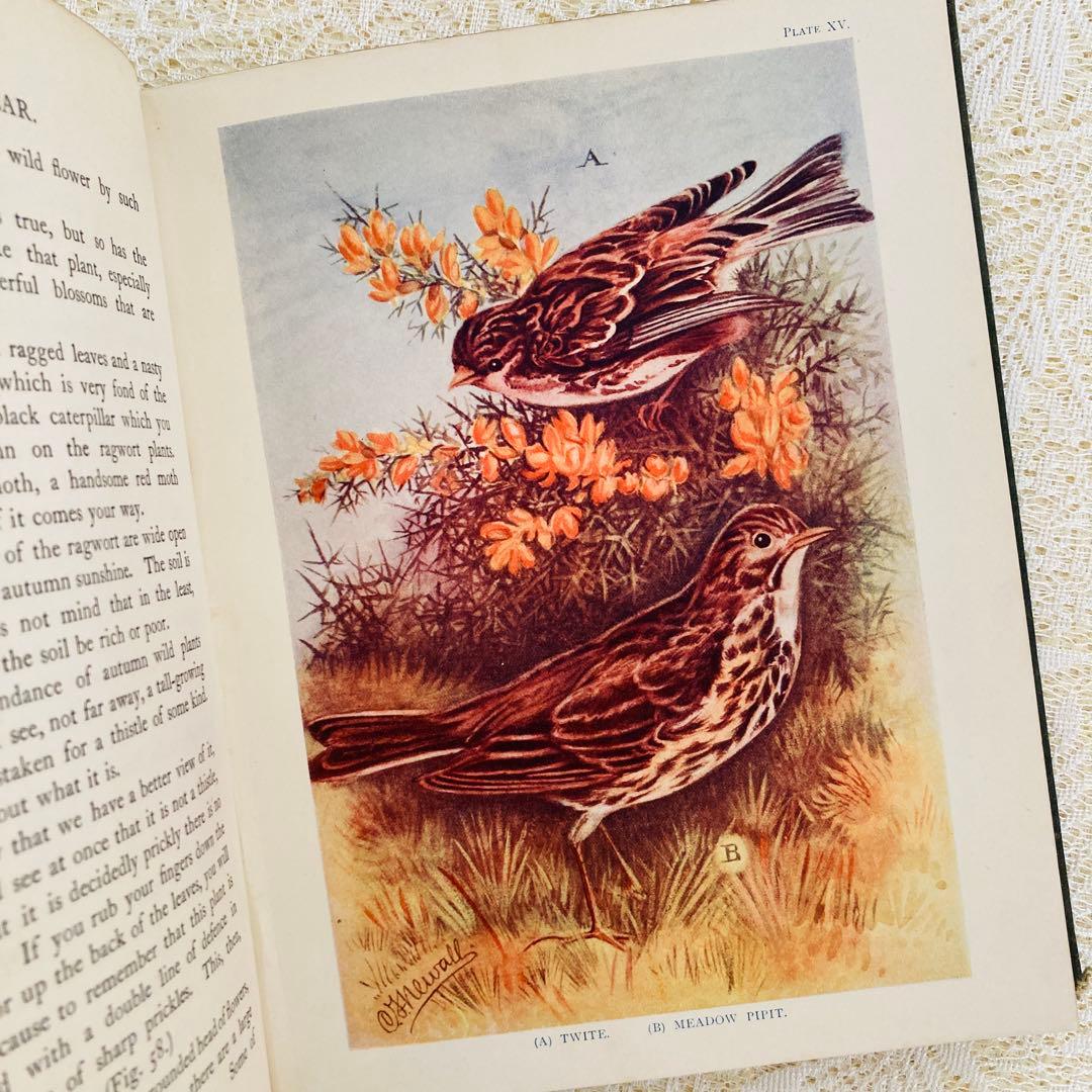 希少　イギリスのアンティーク動植物図鑑　鮮やかで美しいイラスト♡　洋書・古書