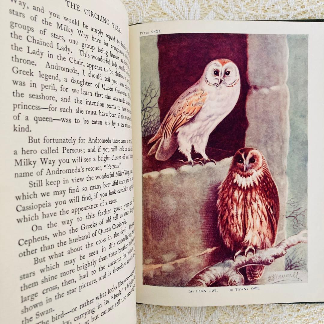 希少　イギリスのアンティーク動植物図鑑　鮮やかで美しいイラスト♡　洋書・古書